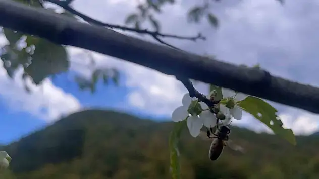 Bartın'da Ağaçlar İkinci Kez Çiçek Açtı