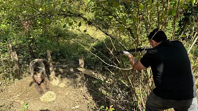 Bartın'da ayı kurtarma operasyonu