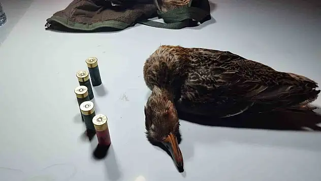 Bartın'da Boz Ördek Vuran Avcı Ekiplere Yakalandı