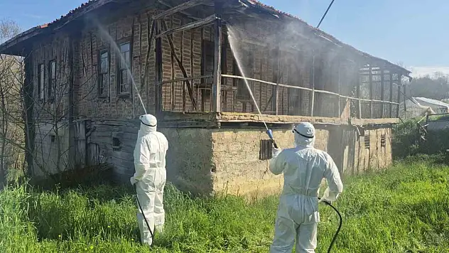 Kahverengi Kokarca Kış Uykusunda Yok Edilecek