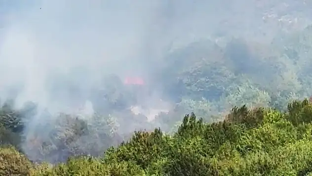 Bartın'da Orman Yangını Çıktı