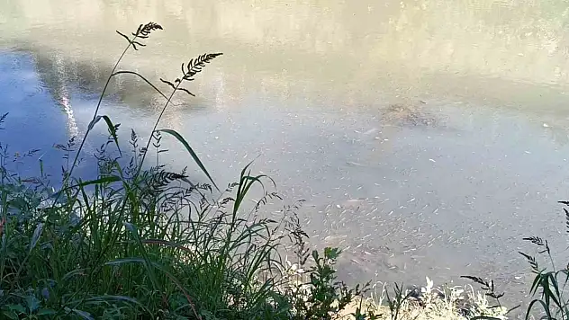 Bartın Irmağı'nda Toplu Balık Ölümleri Yaşandı