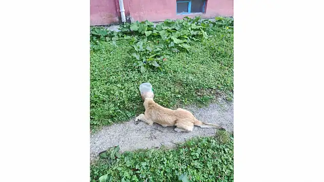Başı bidona sıkıştı