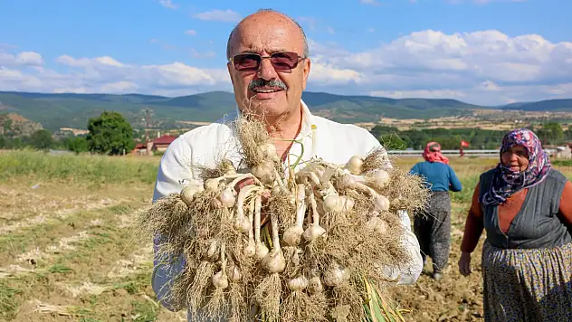 Başkan Arslan, Sarımsak Hasadına Katıldı