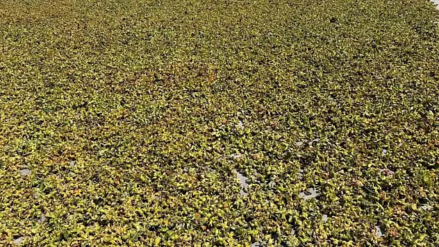 Batı Karadeniz'de fındık harmana indi