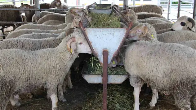 Bayrama Günler Kaldı