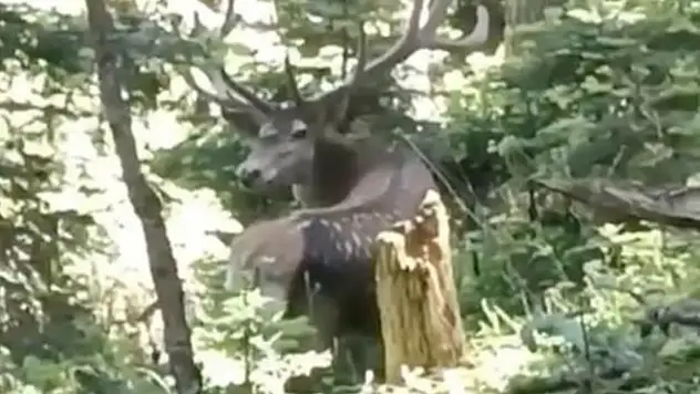 Benekli Kızıl Geyik Görüntülendi