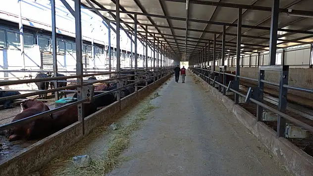 Besi Çiftliğine Yüzde 65 Destek