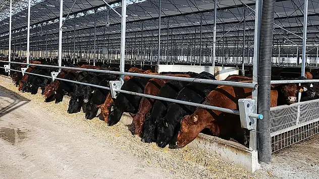 Besilik Hayvanların Teslimat Süreçlerine İlişkin Açıklama Yapıldı