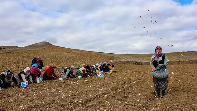 Beyaz Altın Toprakla Buluştu