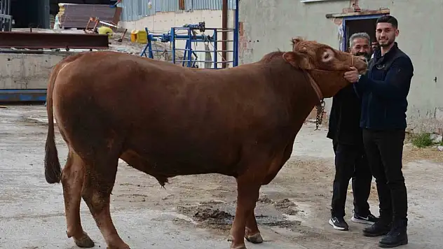 Bir Ton 140 Kilogramlık Kurbanlık Dana 575 Bin Liraya Alıcı Buldu