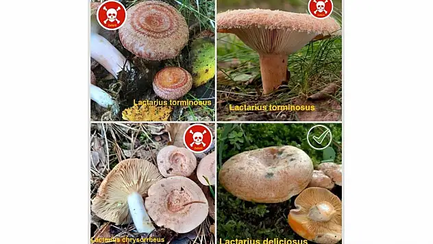 Birbirine Benzerliğiyle Karıştırılan Kanlıca Ve Zehirli Mantarlara Karşı Uyarı!