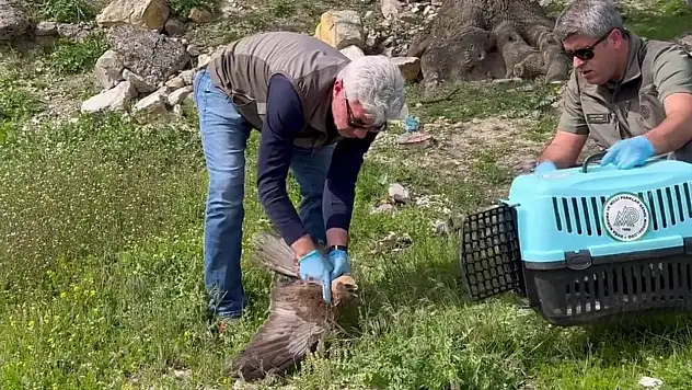 Kızıl Şahin Tedavisinin Ardından Doğaya Salındı
