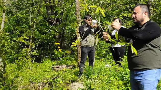 Biyolojik mücadele çalışmaları devam ediyor