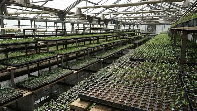 Bolu'da 200 Bin Adet Yerli Fide Desteği
