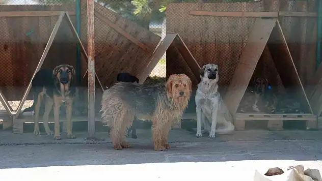 Bolu'da 8 ayda 621 kedi ve köpek sahiplendirildi