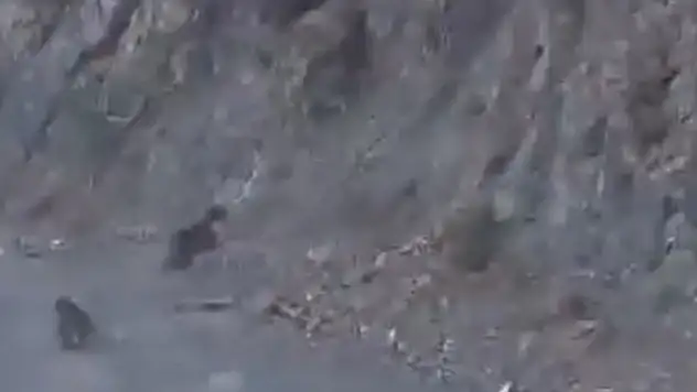 Bolu'da Anne Ayı Ve Yavrusu Korkuyla Dağa Tırmandı