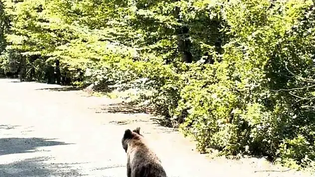 Bolu'da aracın önünde koşan ayı kameraya yansıdı