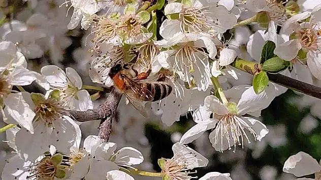 Bolu'da Baharın Gelmesiyle Arılar Harekete Geçti