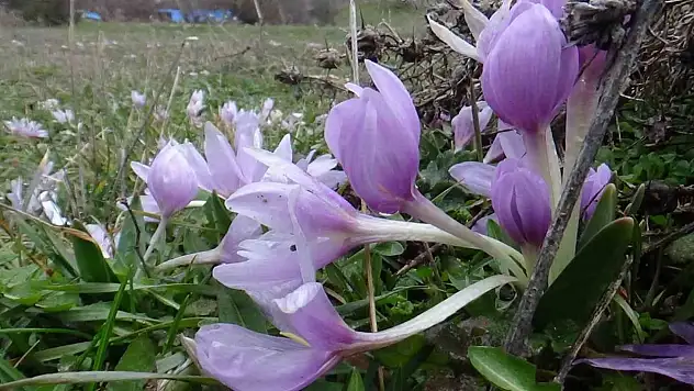 Bolu'da Baharın Müjdecisi Çiğdemler Çiçek Açtı