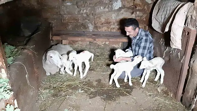 Bolu'da Bir Koyun Tek Seferde Beşiz Doğurdu