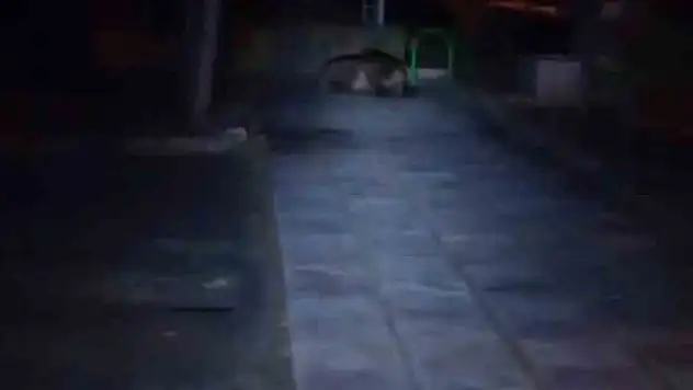 Bolu'da çocuk parkına ayı girdi