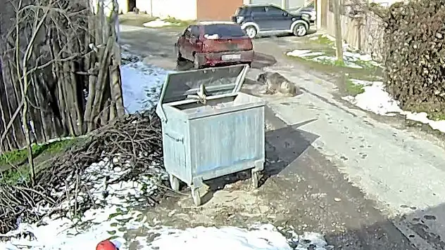Bolu'da Ezilen Köpeğin Röntgeninden 400 Saçma Çıktı!