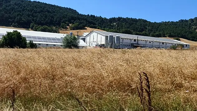 Bolu'da Hindi Çiftliğinde Korkutan Yangın: Facianın Eşiğinden Dönüldü
