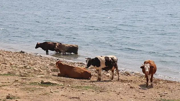 Bolu'da ineklerin serinleme keyfi