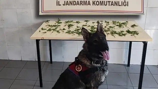 Bolu'da jandarmadan peş peşe uyuşturucu ve kaçakçılık operasyonları: 3 tutuklama