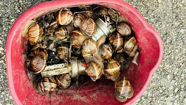 Bolu'da Kaçak Toplanan 16 Kilogram Salyangoz Ele Geçirildi