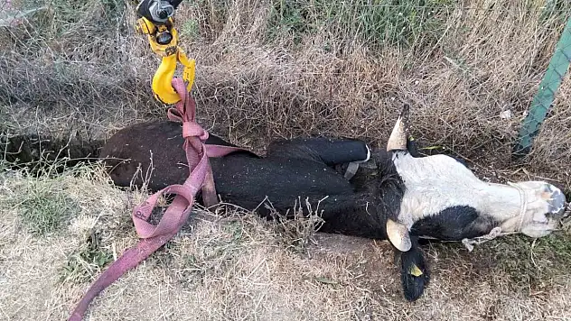 Bolu'da kanala düşen inek için itfaiye seferber oldu