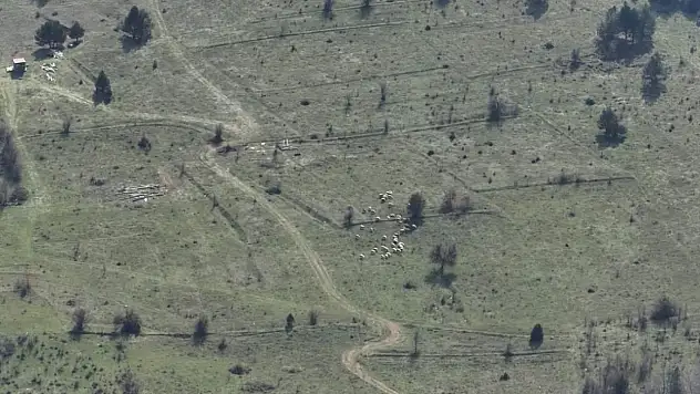 Bolu'da Kayıp Hayvanlar Dronla Bulundu