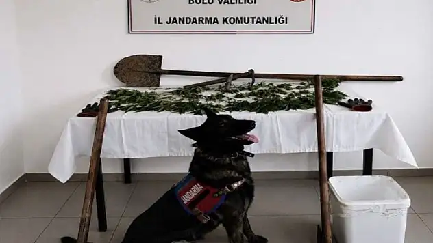 Bolu'da kenevir bahçesi oluşturan şüpheli tutuklandı
