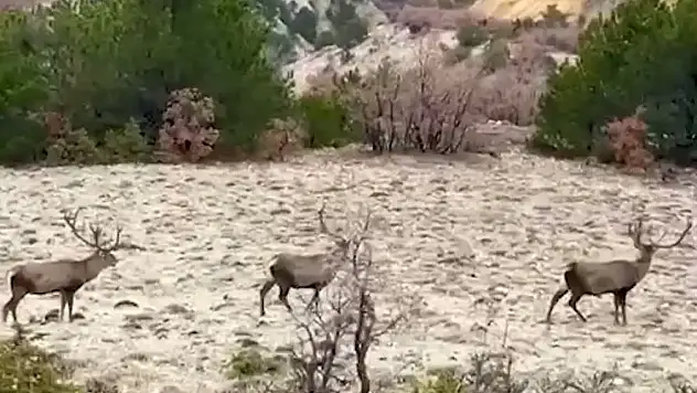 Bolu'da Koruma Altındaki Kızıl Geyikler Görüntülendi