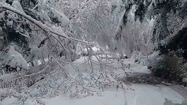 Bolu'da Mayıs Karı Ağaç Dallarını Kırdı