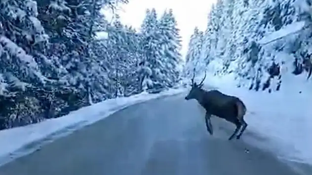 Bolu'da Kızıl Geyik Görüntülendi