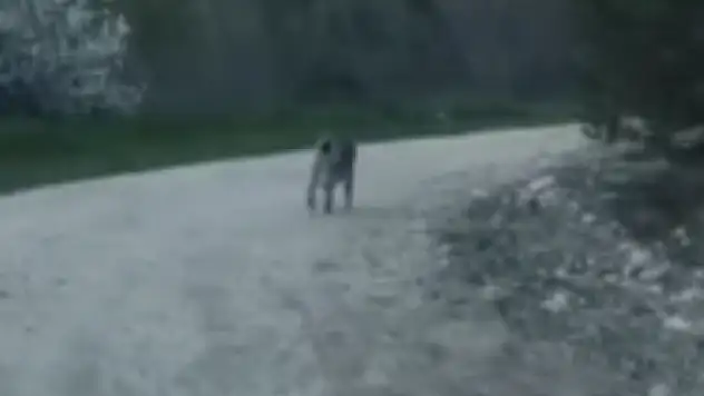 Bolu'da Nesli Tükenme Tehlikesi Altındaki Vaşak Görüntülendi