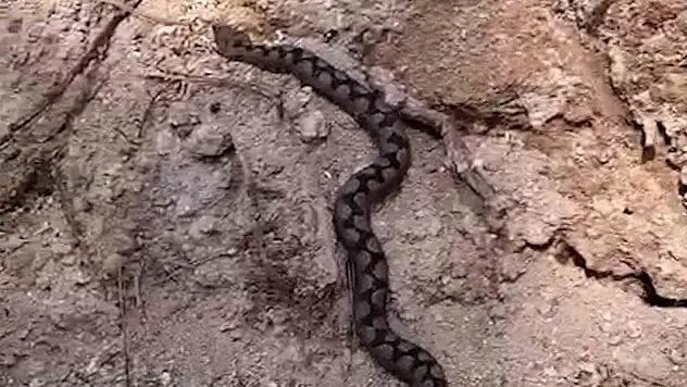 Bolu'da Zehirli Yılan Görüntülendi