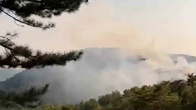 Bolu'da orman yangını