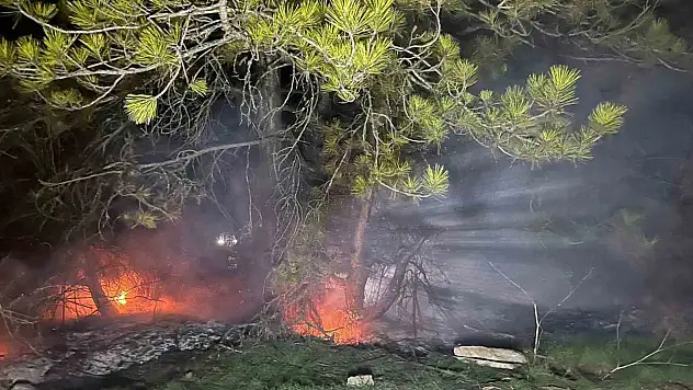 Bolu'da Ormanlık Alanda Yangın Çıktı