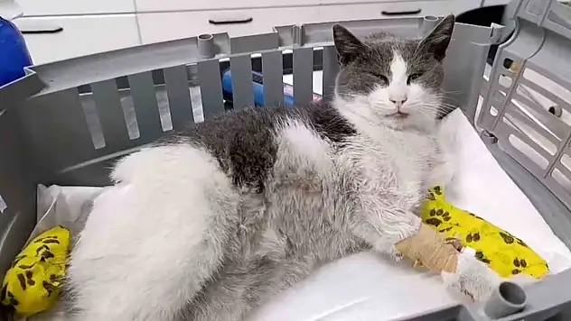 Bolu'da Otomobilin Çarptığı Kedi, Tedavi İçin İstanbul'a Sevk Edildi