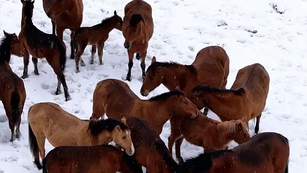 Bolu'da Şehir Merkezine İnen Yılkı Atlarını Belediye Ekipleri Besledi