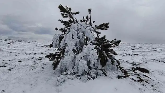 Bolu'da Soğuk Hava Ağaçları Dondurdu