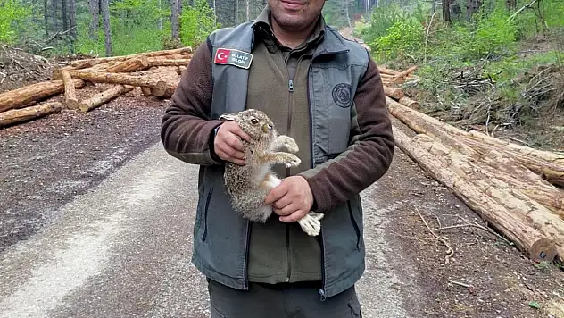 Bolu'da Tomrukların Arasına Sıkışan Yavru Tavşanı Ormancılar Kurtardı
