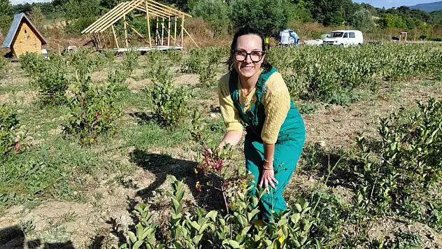 Bolu'da toprakla buluşan şifa kaynağı 'aronya' hasat için gün sayıyor