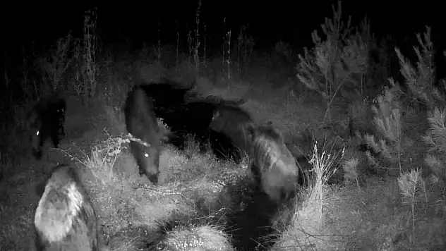 Bolu'da Yaban Hayatı Fotokapanlarla Görüntülendi