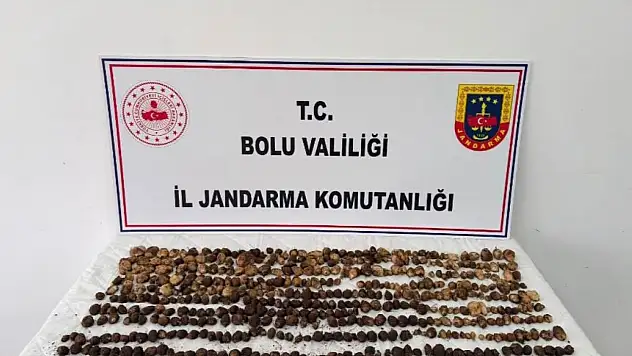 Bolu'da yabani salep toplayan 3 kişiye rekor ceza: 2 milyon 97 bin TL