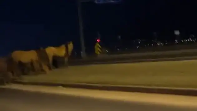 Bolu'da Yılkı Atları D-100'e İndi