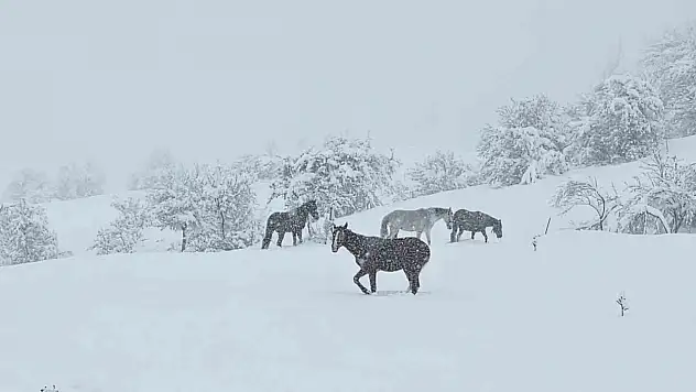 Bolu'da Yılkı Atları Karlar Altında Görüntülendi